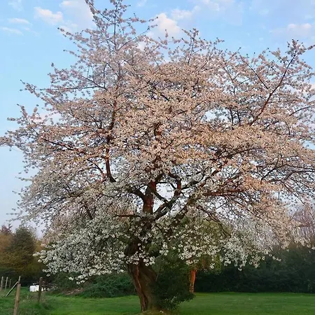 Сasa de vacaciones Cohco'art *